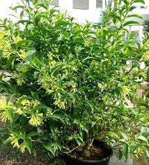 She said that the scent of this jasmine is like some kind of pheromone that snakes find attractive. Do Raat Rani Plant Really Attract Snakes Plant Talk Nurserylive Wikipedia