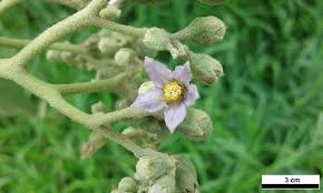 Image result for Solanum mauritianum