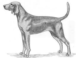We did not find results for: Https Www Ukcdogs Com Docs Rulebooks 2020 Coonhound Rulebook Pdf