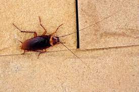 Baby Cockroaches In Kitchen Baby Roach Signs Removal