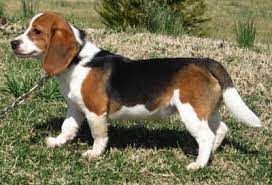 Maybe you would like to learn more about one of these? Mini Beagles For Sale Pasteurinstituteindia Com