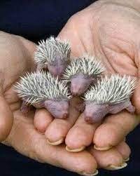 Newborn Hedgehogs The Simple Things Cute Baby Animals Baby Hedgehog Cute Animals
