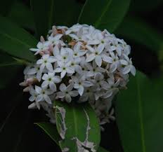 Image result for Acokanthera