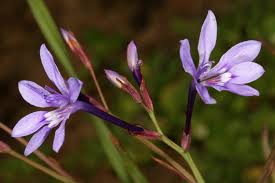 Image result for Afrosolen coeruleus