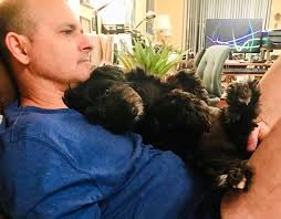 Dog dies after lifeguard runs him over at Hollywood beach