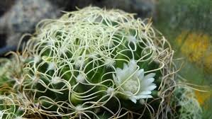 2 страниц 1 2 >. Bird S Nest Cactus Mammillaria Decipiens Subsp Camptotricha Marnier Lapostollei In The Mammillarias Database Garden Org
