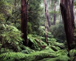 Image result for Terrarium Cling Background