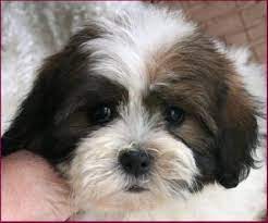 Regardless of what you call them, they are top dogs with us. Jackson Ish Shichon Puppies Mixed Breed Puppies Puppies
