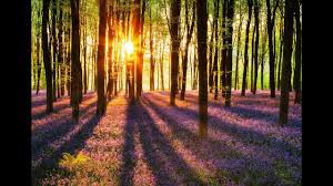 Apele curgatoare, constituite sub forma de paraie, rauri si fluvii, reprezinta o parte importanta a apelor dulci de tip continental. Ecosistemul Unei Paduri Youtube