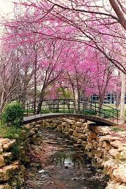 Ft Worth Botanical Gardens This Is Just An Absolutely Gorgeous Public Garden Takes Several Days To See It All Beautiful Places Pretty Places Places