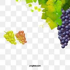Grapes And Vines Image Red Grapes Delicious Grape Png Transparent Clipart Image And Psd File For Free Download Red Grapes Wine Vine Grapes