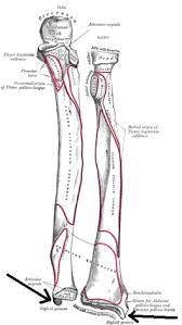 Radius Anatomie Wikipedia