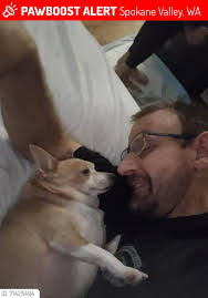 Found Female Chihuahua in Spokane Valley, 3rd and Flora Area