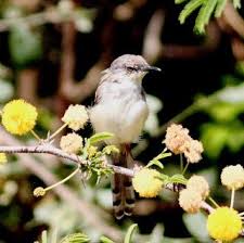 October Bird Of The Month Mount Abu Birds My Personal Collection Prinia Birds Of Mount Abu October 2018 Mount Abu Birds Abu