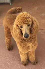 Use the search tool below and browse adoptable standard. Gorgeous Red Standard Poodle Puppy For Sale In Melbourne Florida Classified Americanlisted Com