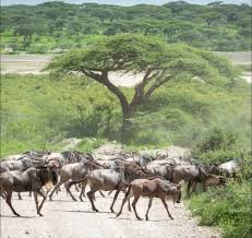Southern Serengeti, located in Tanzania, typically experiences the  wildebeest calving season from late January to February. During this time,  thousands of wildebeest give birth, attracting predators and offering  remarkable wildlife viewing opportunities. #