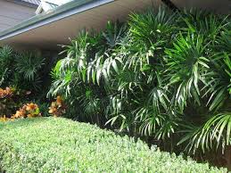 Essa espécie é uma das mais fáceis de cuidar dentro de casa, sendo perfeita para as pessoas que não costumam ter muito jeito com plantinhas. Palmeira Rafia Como Cuidar Dicas