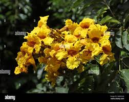 Image result for Markhamia tomentosa