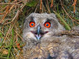 Image result for Bubo