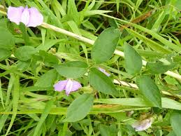 Image result for Rhynchosia ferruginea