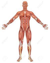 Make your work easier by using a label. A Illustration Of The Front View Of The Male Muscular Anatomy Stock Photo Picture And Royalty Free Image Image 10474826