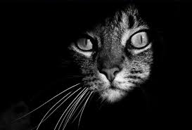 Black And White Cat Pictures To Print Framed Print Black White Cat Picture Poster Animal House Pet Kitten Bird With Images Cat Photography International Cat Day Cats