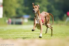 Znalezione obrazy dla zapytania: najszybszy pies na świecie