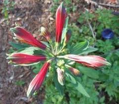 Image result for Alstroemeria pulchella