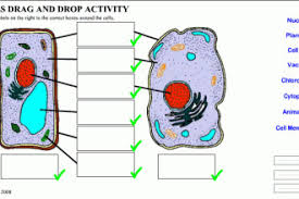 We did not find results for: Plant And Animal Cells Diagram Quiz Biological Science Picture Directory Pulpbits Net