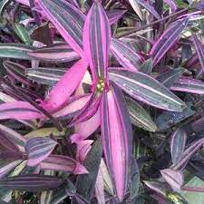 Tradescantia pallida is a species of spiderwort (a genus of new world plants) similar to t. Tradescantia Pallida Pink Stripe At San Marcos Growers