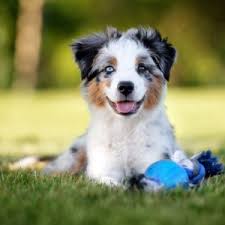 All may have white markings or tan points. 6 Best Australian Shepherd Breeders In New York 2021 We Love Doodles