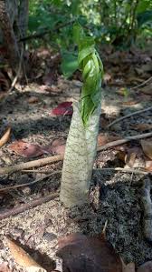 Image result for Anchomanes