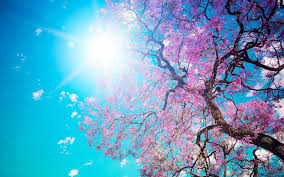 Find over 100+ of the best free cherry blossom images. Cherry Blossom Desktop Wallpapers Wallpaper Cave