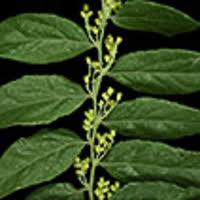 Image result for Opiliaceae