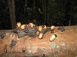 Image result for Monoon