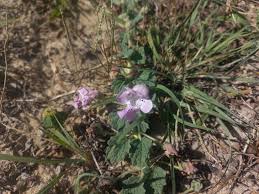 Image result for Dicerocaryum eriocarpum