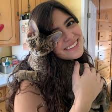 Male tabby cat for adoption