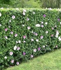 Baldur Garten Winterharte Hibiskus Hecke 10 Pflanzen Hibiscus Syriacus Hibiskus Hecke Garten Pflanzen Garten Hecken