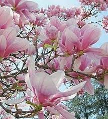 The Prettiest Magnolia Featured In Our Mistyoumadly Fragrance Scentsofglory Soapandglory Flowers Photography Flower Garden Flowering Trees