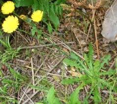 Image result for Hypochaeris radicata