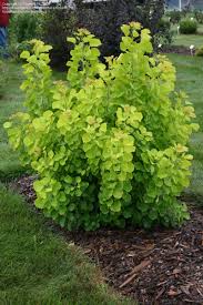 When you grow a smoke tree (cotinus coggygria) in your backyard, the leaf color is ornamental throughout the growing season.the small tree's oval leaves are deep purple, gold or green in summer, but light up in yellows, oranges and reds in autumn. Plantfiles Pictures Cotinus European Smoke Tree Smoketree Golden Spirit Cotinus Coggygria By Kevinmc79