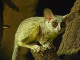 Awf helps this tiny primate by securing bush baby habitat for more bush babies to thrive. Senegal Bushbaby The Parody Wiki Fandom