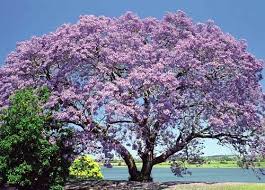 ç¾ç´ç¨®è-ååè³è¨