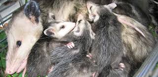 Do not use on tiny babies. Newborn Baby Possum Images Newborn Baby