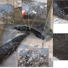 Image result for Zygotritonia atropurpurea