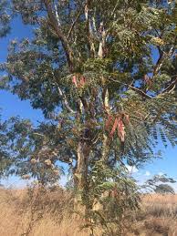 Image result for Albizia procera