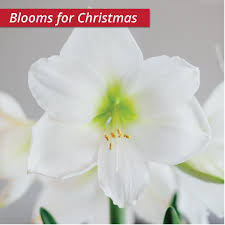 Beauty from bulbs * flower bulb importers in the us since 1908, john scheepers offers more than 800 varieties of the best dutch flower bulbs at exceptionally low. Amaryllis Denver Has Shapely Yellow Green Buds That Open Into Big Frosty White Flowers With A Lemon Lime Throat Amaryllis Amaryllis Bulbs Christmas Plants