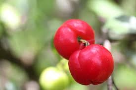 Cerise Pays Terre Locale Portail D Actualites Entreprises Artisans Bien Etre Bio En Martinique Et Aux Antilles Cerise Martinique Fruits Tropicaux