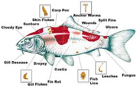 Pin By Heirlooms In Elegance On Animals Are Awesome Koi Koi Fish Fish