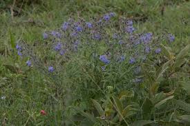 Image result for Cystostemon